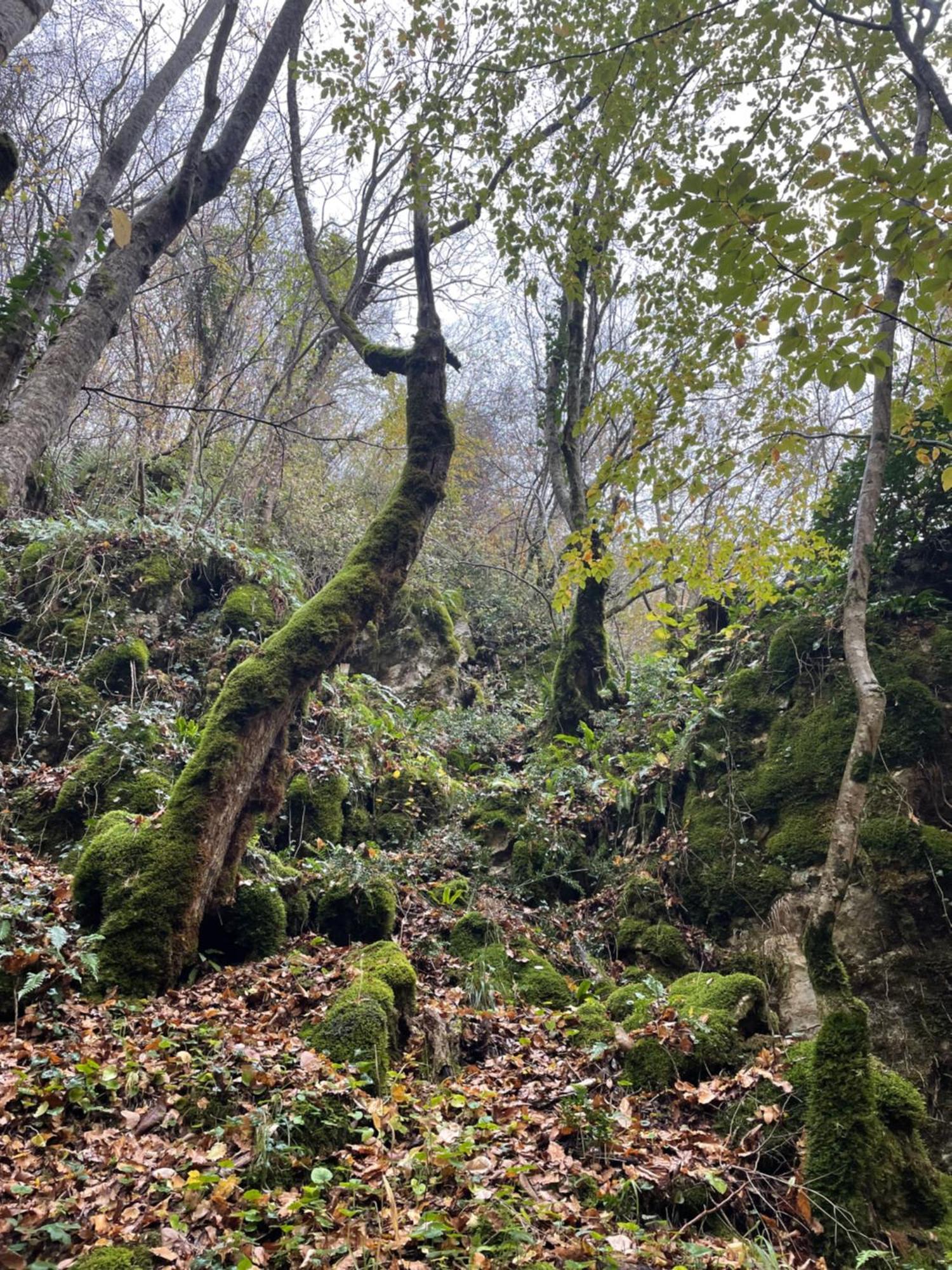 Hastiere-par-dela Mooie Bungalow In De Prachtige Natuur מראה חיצוני תמונה